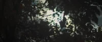 (birds chirping) - When I Consume You