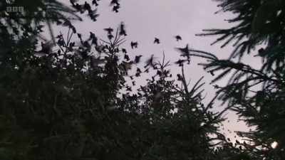 Birds continue to join the roost
long after the sun has set... - Wild Isles