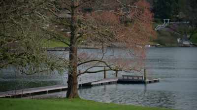 (birds continue) - Trees and Other Entanglements