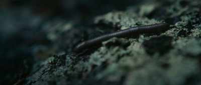[birds, insects chirping] - Lost on a Mountain in Maine