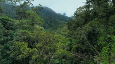 Birds which live
in dark forests, however, - Attenborough's Life in Colour