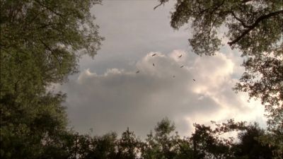 (birds screeching) - The Walking Dead