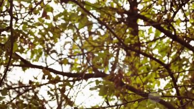 (birds singing and insects buzzing) - Killjoys