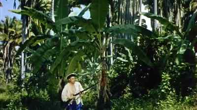         [birds singing] - Robinson Crusoe