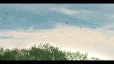 [birds singing] - Panic
