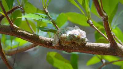 [birds singing] - Tiny World