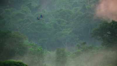 BIRDS SQUAWK - The Green Planet
