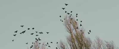 [ Birds squawk ] - Bloody Axe Wound