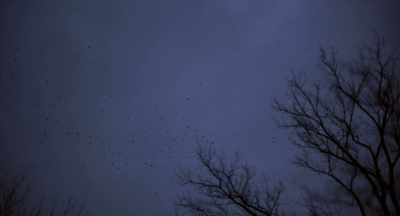 [birds squawking] - Manodrome