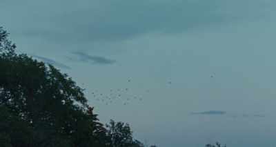 [Birds squawking] - Flag Day