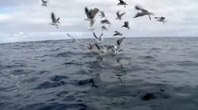 (birds squawking) - Shark Attack Files