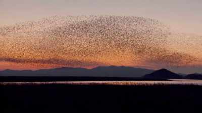 (BIRDS SQUAWKING) - Exterminate All the Brutes