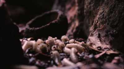 Birds then came,
bringing in seeds, - Fantastic Fungi