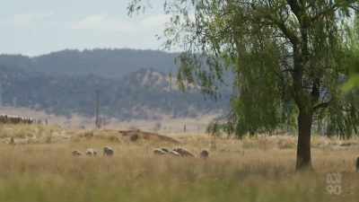 (BIRDS TWITTER)
(SHEEP BLEAT) - Miriam Margolyes: Australia Unmasked
