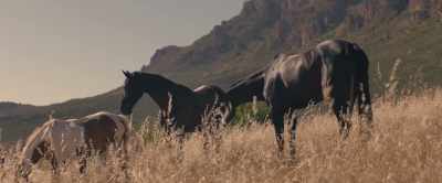 [birds twittering] - Black Beauty