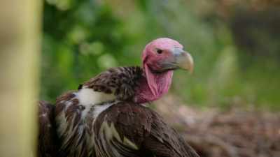 Birds typically only lay one egg a season,
so each egg is extremely important, um, - Magic of Disney's Animal Kingdom