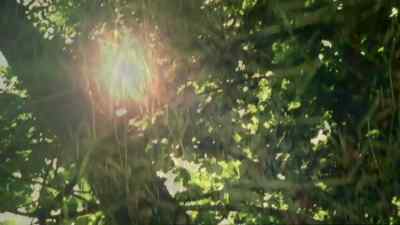 (Birdsong) - Life on Mars