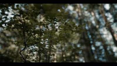 [birdsong] - Earth Abides