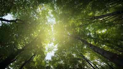 (BIRDSONG) - Super/Natural