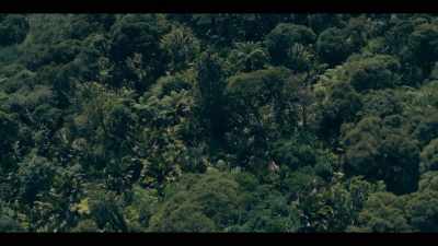 [BIRDSONG] - Mystic