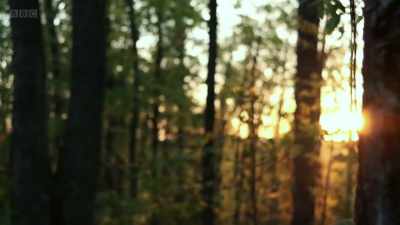BIRDSONG - The Other One