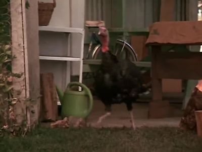 Birdzilla returns - Homeward Bound: The Incredible Journey