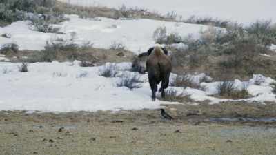 [bison bellows] - Epic Yellowstone