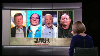 Bison certainly represented, - The American Buffalo