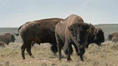 Bison gather in late summer
for the rut. - Epic Yellowstone