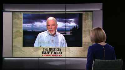 Bison and humans
not only co-evolved, - The American Buffalo