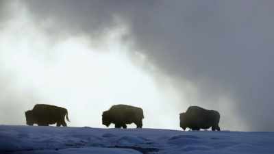Bison migrate to the
thermals in winter - Yellowstone: One-Fifty