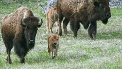 Bison move as a herd, - Epic Yellowstone