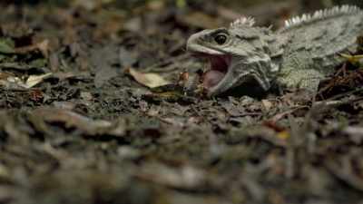 Bizarre species found nowhere else
on Earth - Modern Dinosaurs