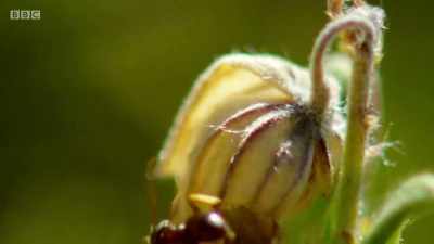 Black ants.
They're voracious predators - Wales: Land of the Wild