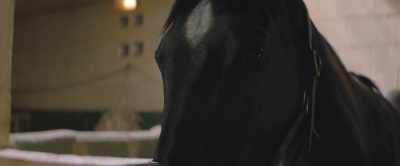 [Black Beauty] After I was taken from Jo, - Black Beauty