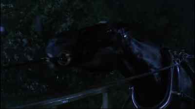 BLACK BEAUTY: I didn't know how
long I could hold on to him. - Black Beauty