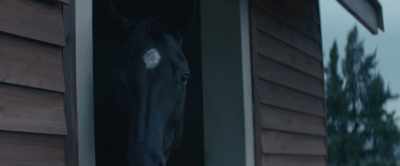 [Black Beauty] I was surprised when the
groom put down his little box for a while, - Black Beauty