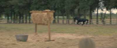 [Black Beauty whinnies] - Black Beauty