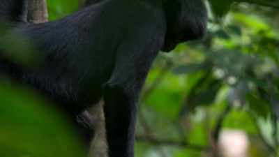 Black spider monkeys, - Our Planet