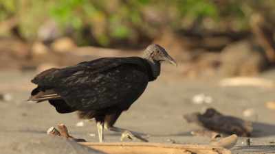 Black vultures stalk the sands. - Wild Babies