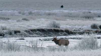 Blacktail holds his ground
in the meadow. - Epic Yellowstone