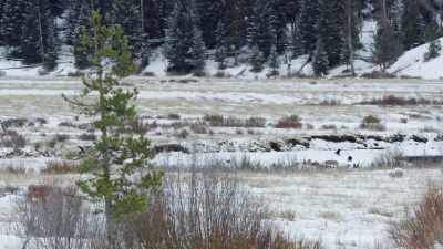 Blacktail is nowhere to be seen. - Epic Yellowstone