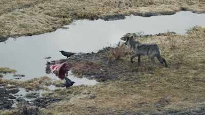 Blacktail is playing
a dangerous game. - Epic Yellowstone