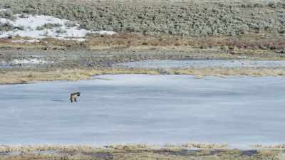Blacktail will go hungry. - Epic Yellowstone