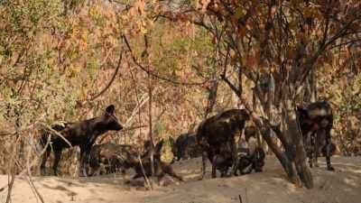 Blacktip's hold on Tait's territory
appears to be paying off. - Dynasties