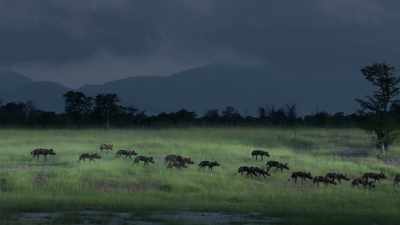 Blacktip's pack outnumbers her mother's
by more than two to one. - Dynasties