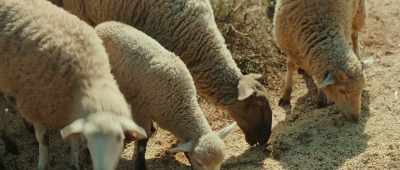 [bleating] - Wingwomen