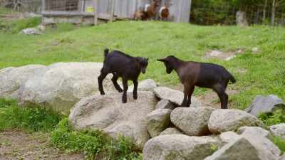 (bleating) - Restaurants at the End of the World