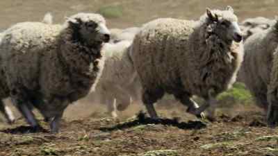 (BLEATING) - Predators