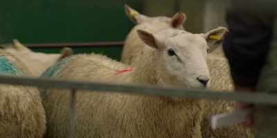 [bleating] - The Light in the Hall